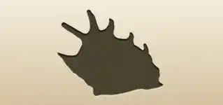 Shell