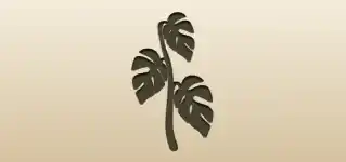 Indoor Monstera