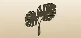 Indoor Monstera