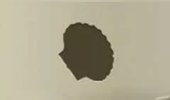 Shell silhouette