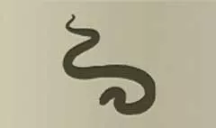 Snake silhouette