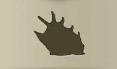 Shell silhouette
