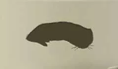 Ferret silhouette