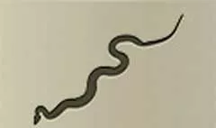 Snake silhouette