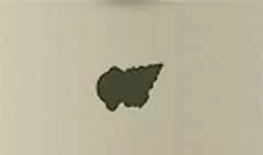 Shell silhouette
