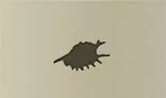 Shell silhouette