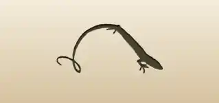 Lizard