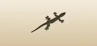 Lizard