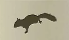 Chipmunk