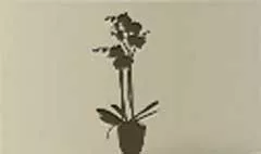 Houseplant