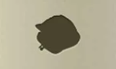 Coin Purse
