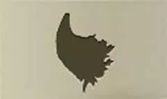 Cornucopia