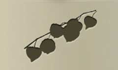 Physalis silhouette