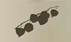 Physalis