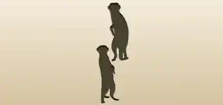 Meerkats