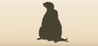 Meerkats silhouette