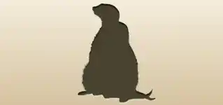 Meerkats