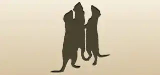 Meerkats