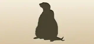 Meerkats