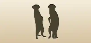 Meerkats