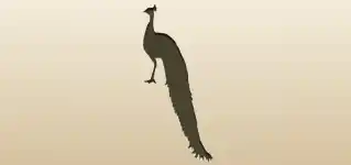 Peacock silhouette