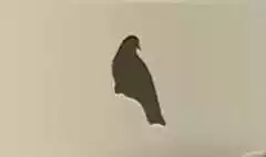 ハトのシルエット