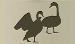 Pair of Swans silhouette