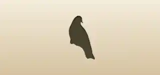 Pigeon silhouette
