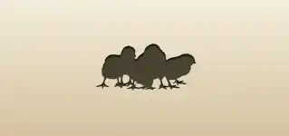 Chicks silhouette