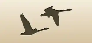 Pair of Swans silhouette