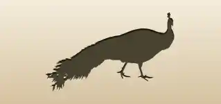Peacock silhouette