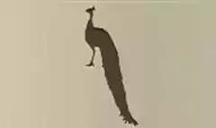 クジャクのシルエット