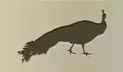 クジャクのシルエット