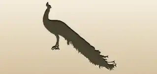 Peacock silhouette