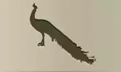 クジャクのシルエット