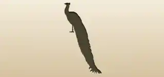 Peacock silhouette