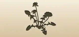 Dandelion silhouette
