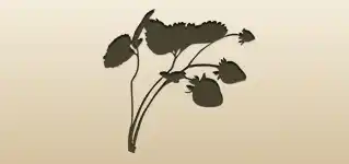 Strawberries silhouette
