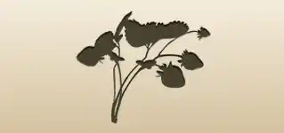 Strawberries silhouette