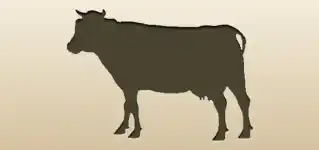 Cow silhouette
