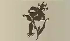 Tiger Lily