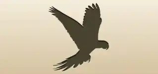 Parrot