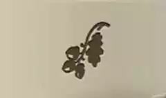 Acorns
