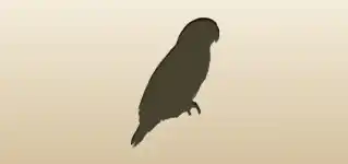 Parrot