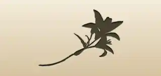 Tiger Lily