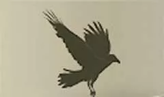 カラス