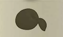 リンゴ