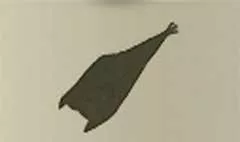 コウモリ