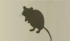 ネズミ