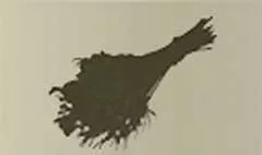 ドライフラワー